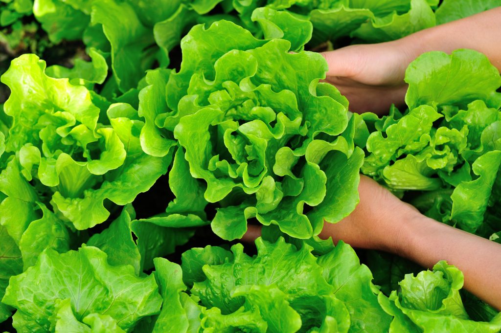 Vegetal Betaphos