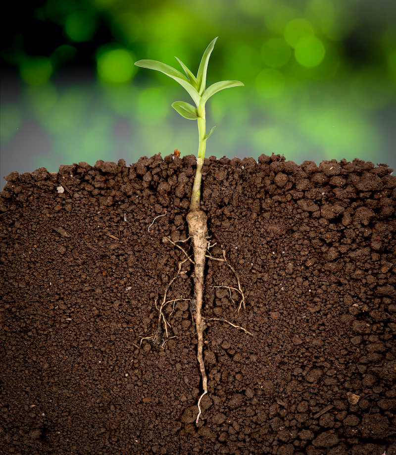 β Soil